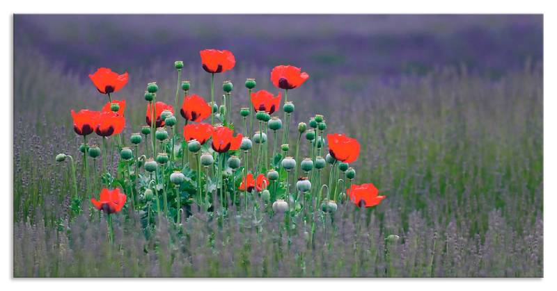 Artland Küchenrückwand »Lavendelfarm in Sequim - Mohnblumen«, (1 tlg.), Alu Spritzschutz mit Klebeband, einfache Montage von Artland