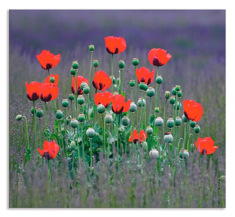 Artland Küchenrückwand »Lavendelfarm in Sequim - Mohnblumen«, (1 tlg.), Alu Spritzschutz mit Klebeband, einfache Montage von Artland