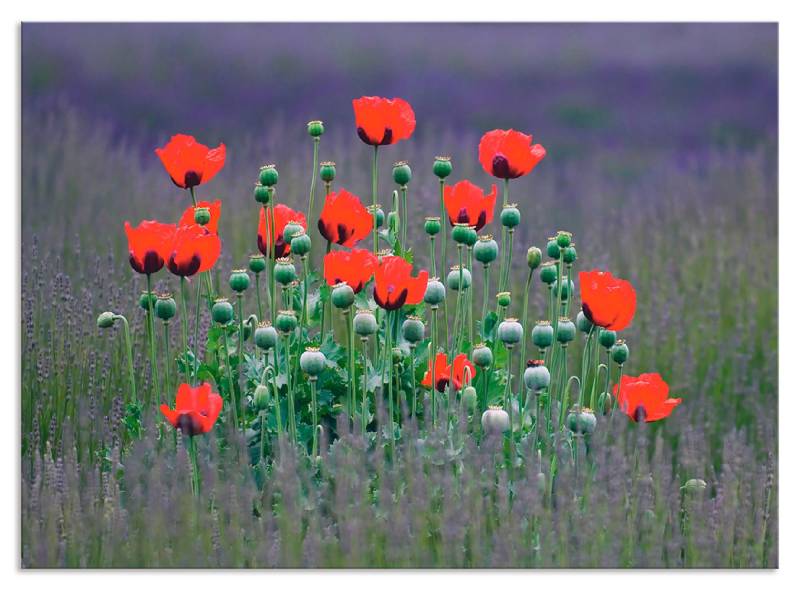 Artland Küchenrückwand »Lavendelfarm in Sequim - Mohnblumen«, (1 tlg.), Alu Spritzschutz mit Klebeband, einfache Montage von Artland