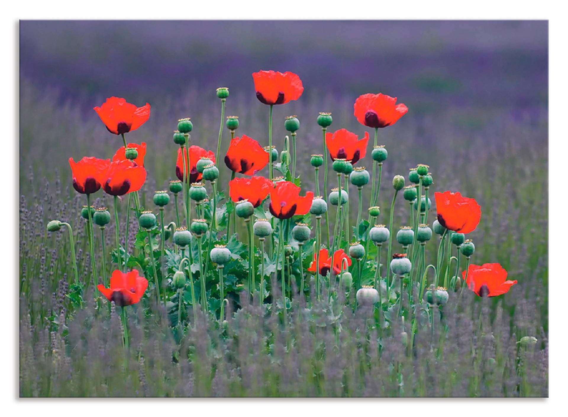 Artland Küchenrückwand »Lavendelfarm in Sequim - Mohnblumen«, (1 tlg.), Alu Spritzschutz mit Klebeband, einfache Montage von Artland