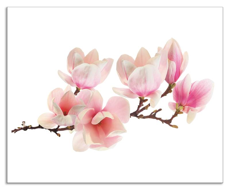 Artland Küchenrückwand »Magnolie«, (1 tlg.), Alu Spritzschutz mit Klebeband, einfache Montage von Artland