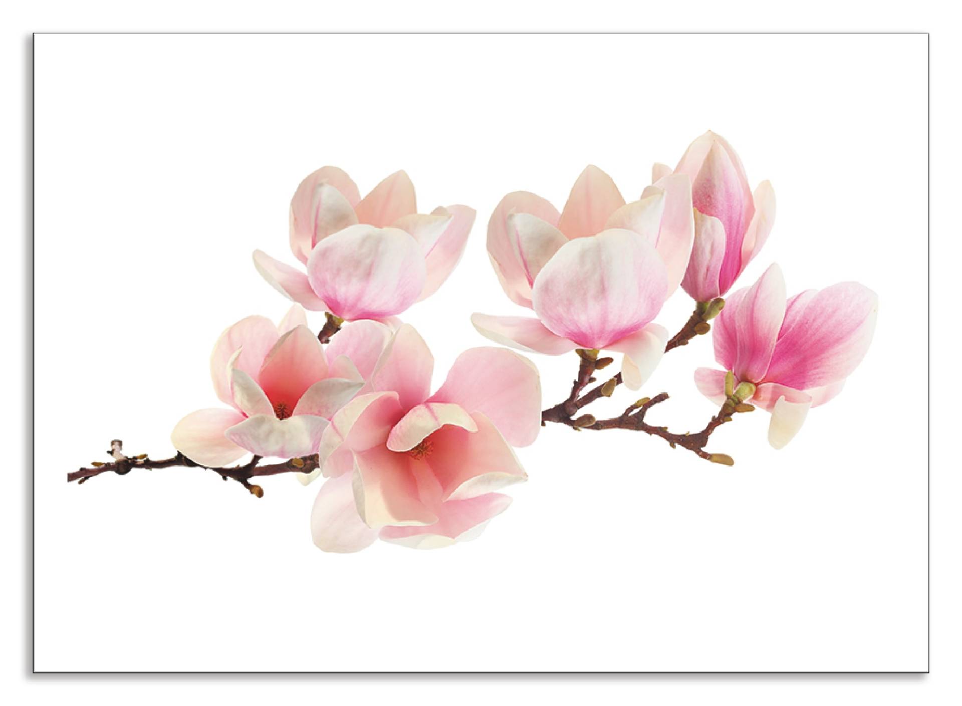 Artland Küchenrückwand »Magnolie«, (1 tlg.), Alu Spritzschutz mit Klebeband, einfache Montage von Artland