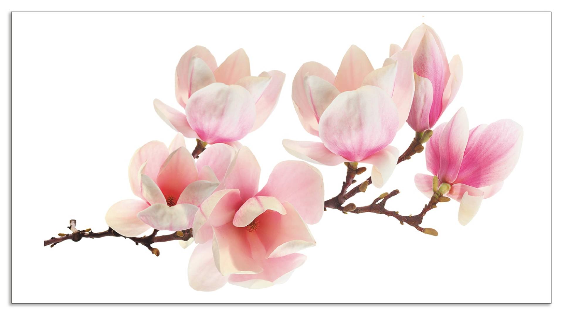 Artland Küchenrückwand »Magnolie«, (1 tlg.), Alu Spritzschutz mit Klebeband, einfache Montage von Artland