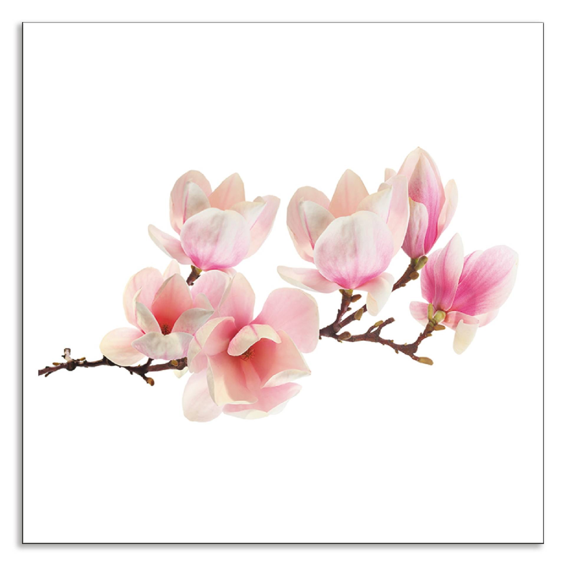 Artland Küchenrückwand »Magnolie«, (1 tlg.), Alu Spritzschutz mit Klebeband, einfache Montage von Artland