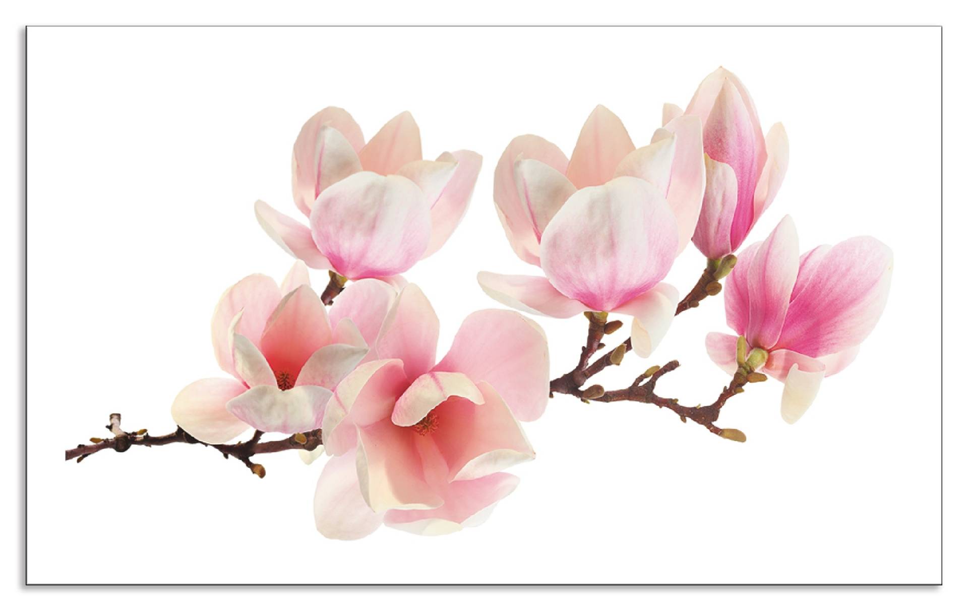 Artland Küchenrückwand »Magnolie«, (1 tlg.), Alu Spritzschutz mit Klebeband, einfache Montage von Artland