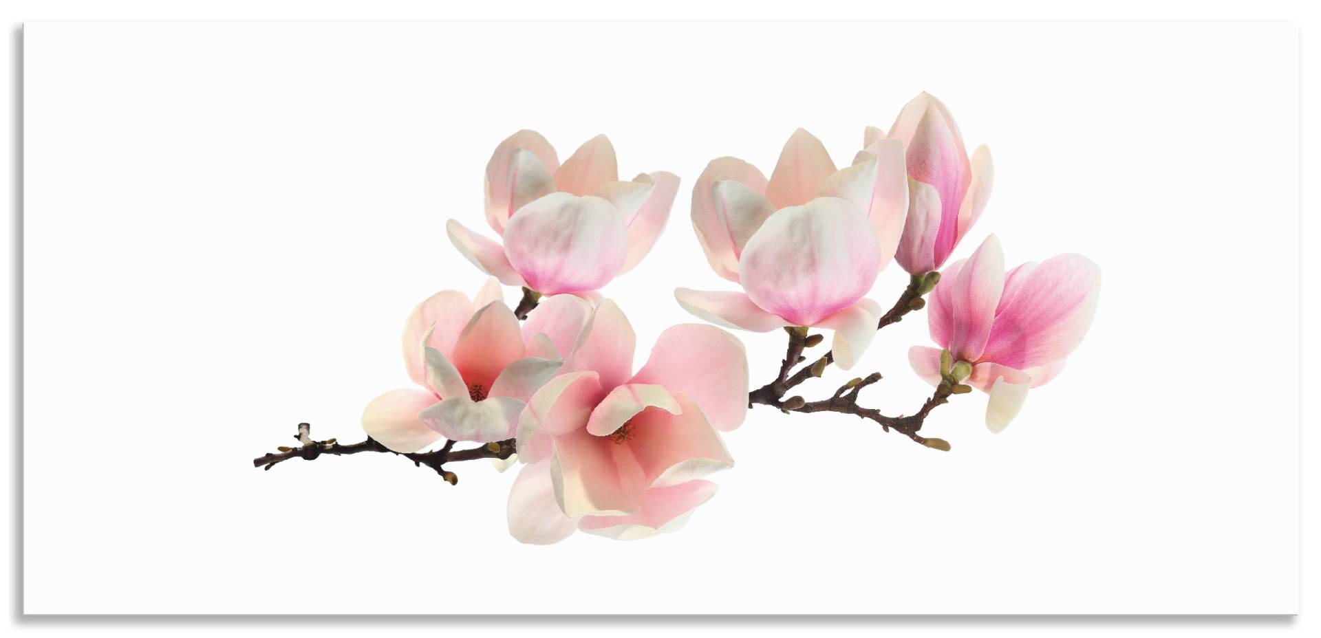 Artland Küchenrückwand »Magnolie«, (1 tlg.), Alu Spritzschutz mit Klebeband, einfache Montage von Artland