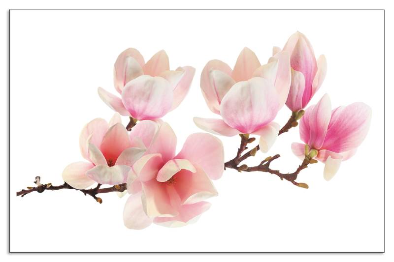 Artland Küchenrückwand »Magnolie«, (1 tlg.), Alu Spritzschutz mit Klebeband, einfache Montage von Artland