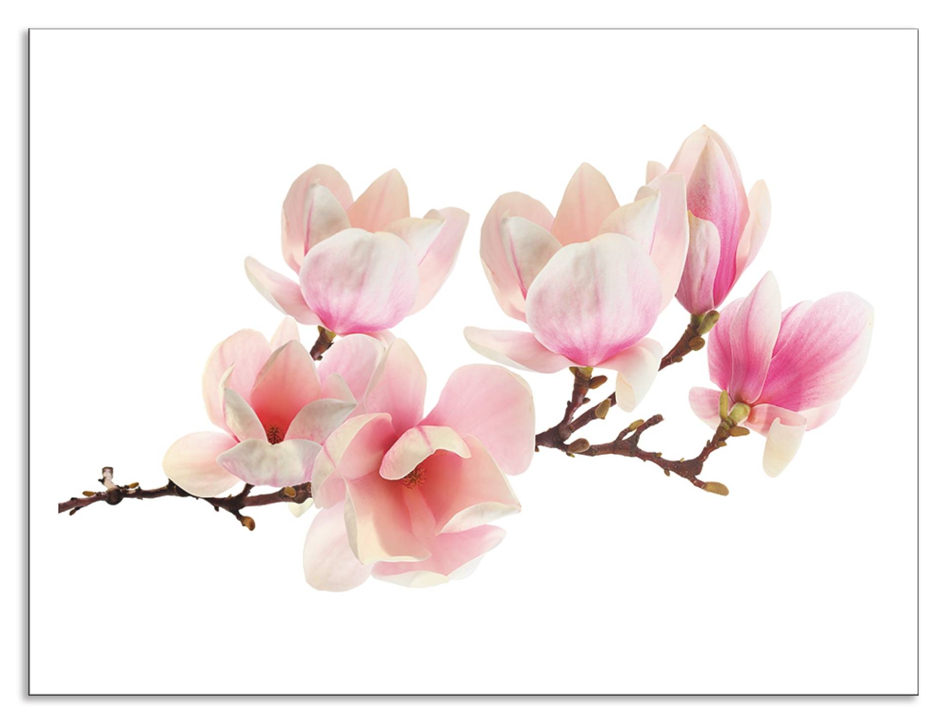 Artland Küchenrückwand »Magnolie«, (1 tlg.), Alu Spritzschutz mit Klebeband, einfache Montage von Artland