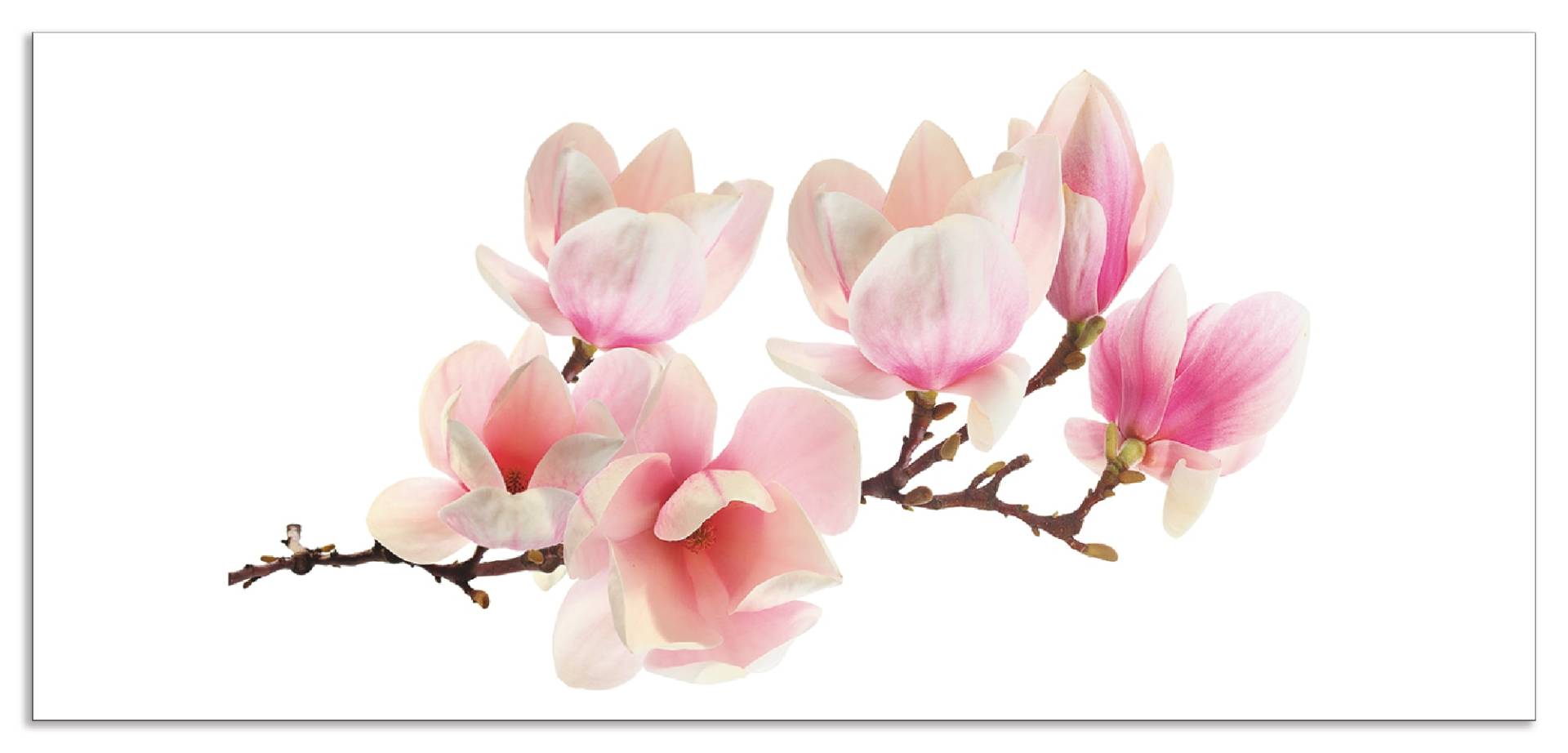 Artland Küchenrückwand »Magnolie«, (1 tlg.), Alu Spritzschutz mit Klebeband, einfache Montage von Artland