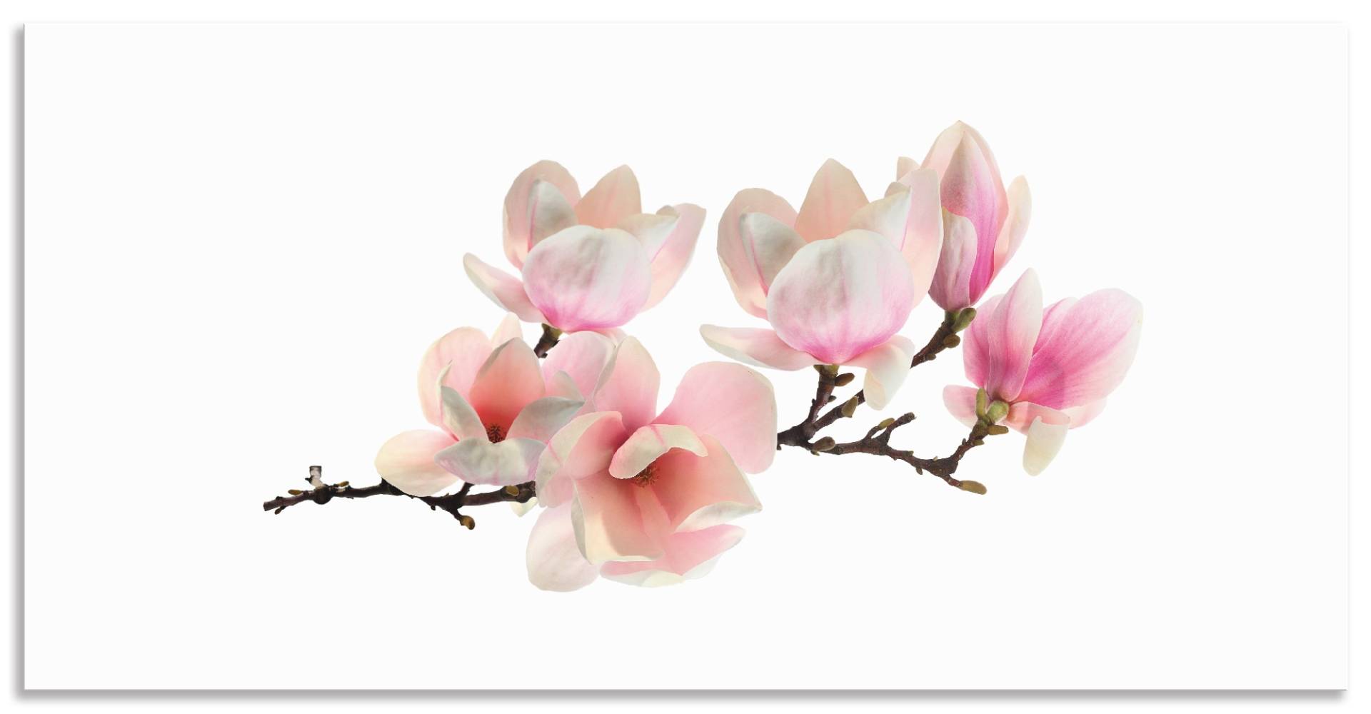 Artland Küchenrückwand »Magnolie«, (1 tlg.), Alu Spritzschutz mit Klebeband, einfache Montage von Artland