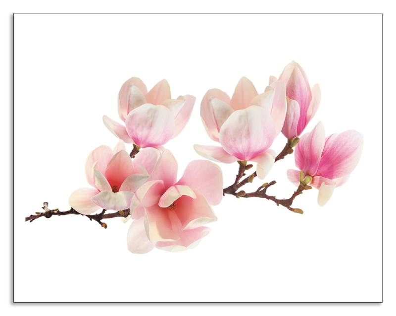 Artland Küchenrückwand »Magnolie«, (1 tlg.), Alu Spritzschutz mit Klebeband, einfache Montage von Artland