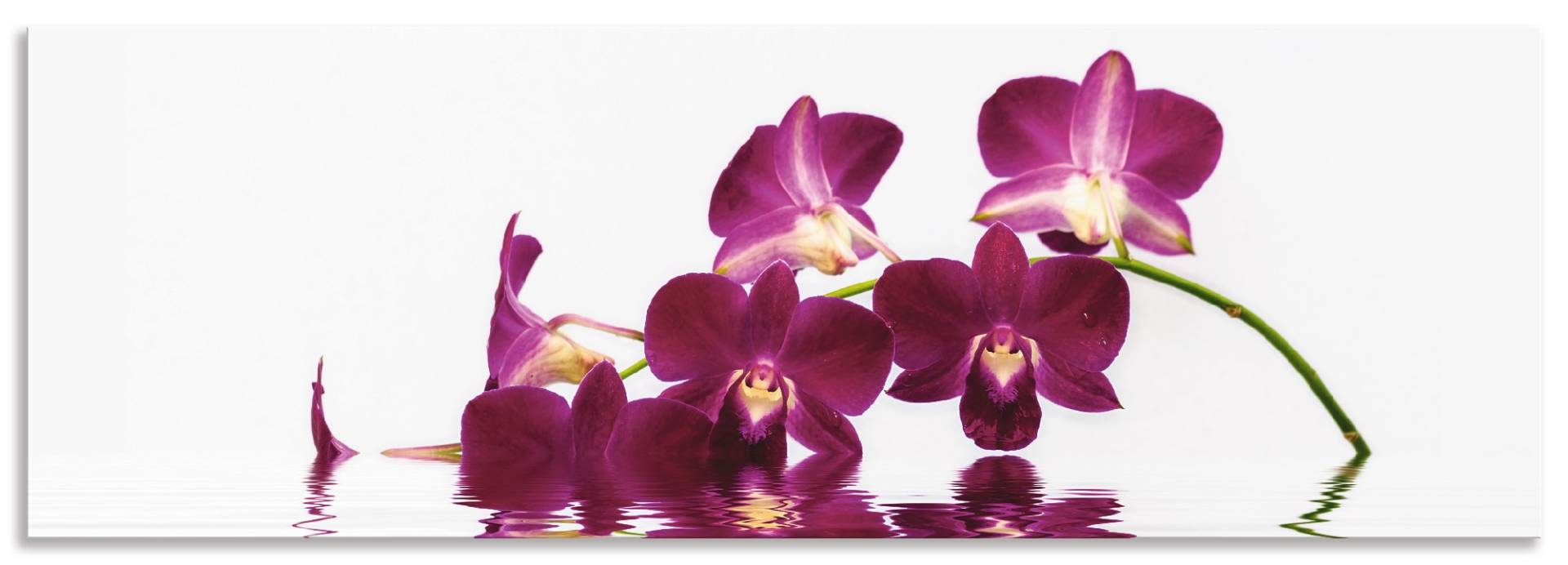 Artland Küchenrückwand »Phalaenopsis Orchidee«, (1 tlg.), Alu Spritzschutz mit Klebeband, einfache Montage von Artland