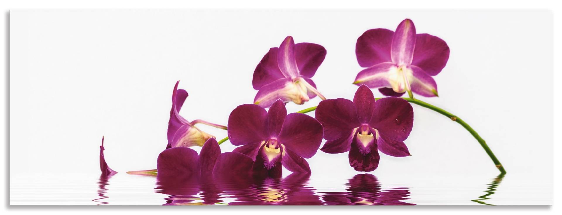 Artland Küchenrückwand »Phalaenopsis Orchidee«, (1 tlg.), Alu Spritzschutz mit Klebeband, einfache Montage von Artland