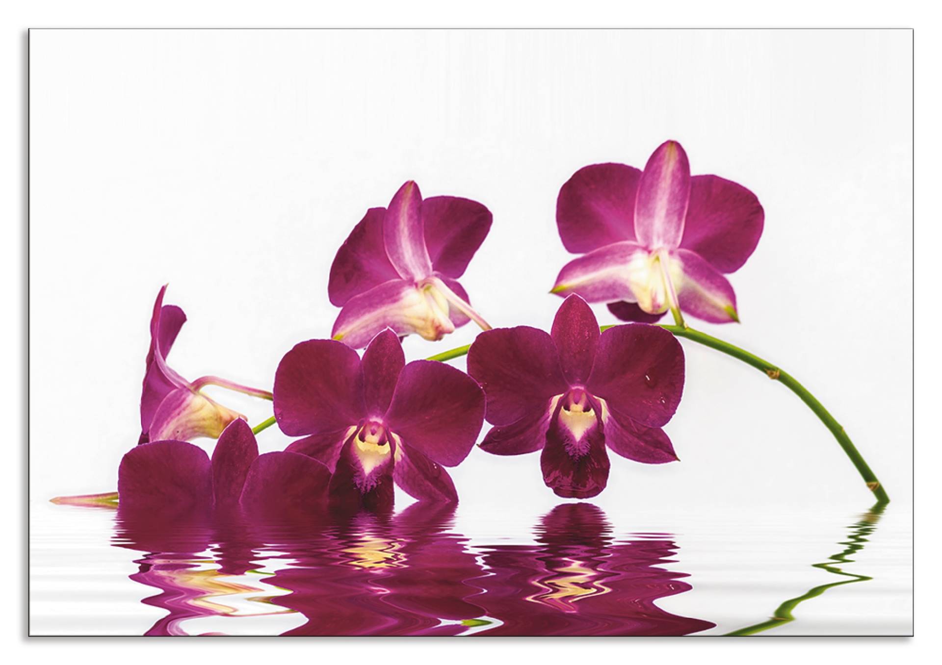 Artland Küchenrückwand »Phalaenopsis Orchidee«, (1 tlg.), Alu Spritzschutz mit Klebeband, einfache Montage von Artland