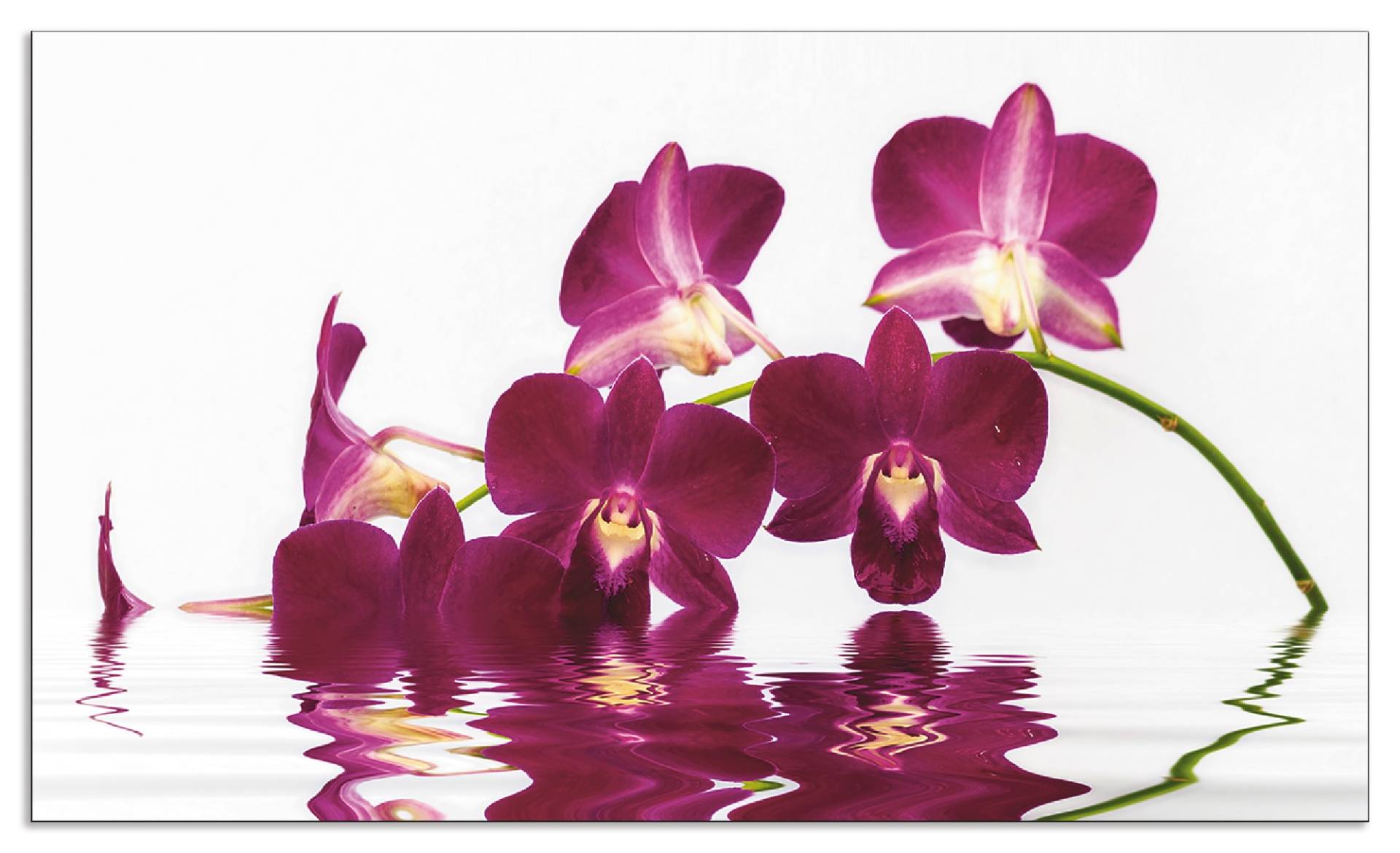 Artland Küchenrückwand »Phalaenopsis Orchidee«, (1 tlg.), Alu Spritzschutz mit Klebeband, einfache Montage von Artland