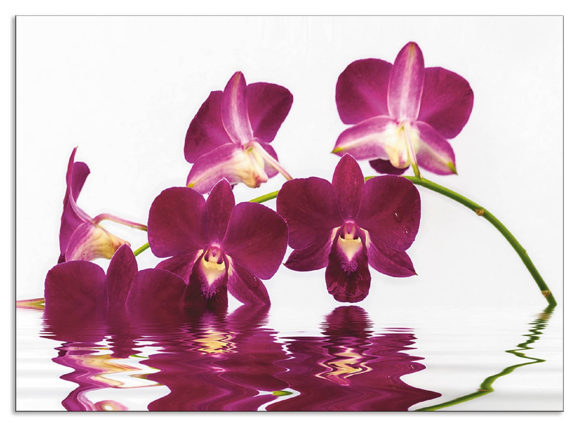 Artland Küchenrückwand »Phalaenopsis Orchidee«, (1 tlg.), Alu Spritzschutz mit Klebeband, einfache Montage von Artland