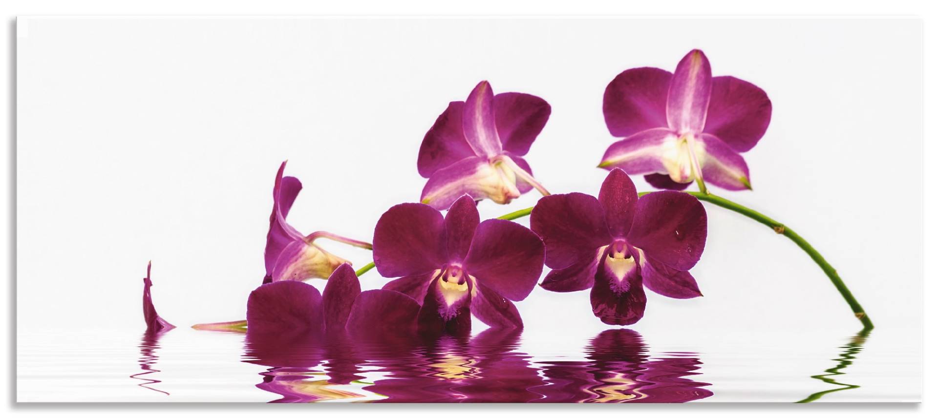 Artland Küchenrückwand »Phalaenopsis Orchidee«, (1 tlg.), Alu Spritzschutz mit Klebeband, einfache Montage von Artland