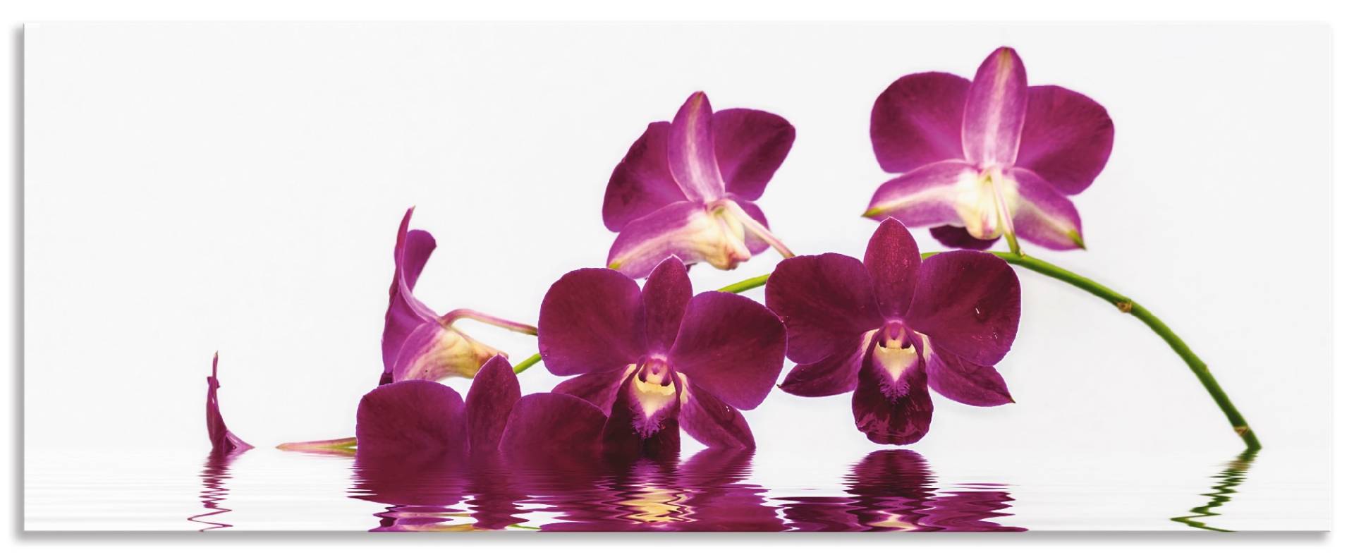 Artland Küchenrückwand »Phalaenopsis Orchidee«, (1 tlg.), Alu Spritzschutz mit Klebeband, einfache Montage von Artland