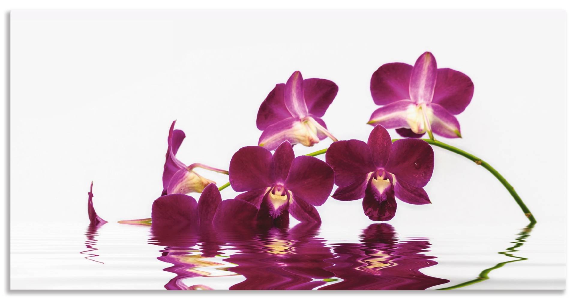 Artland Küchenrückwand »Phalaenopsis Orchidee«, (1 tlg.), Alu Spritzschutz mit Klebeband, einfache Montage von Artland