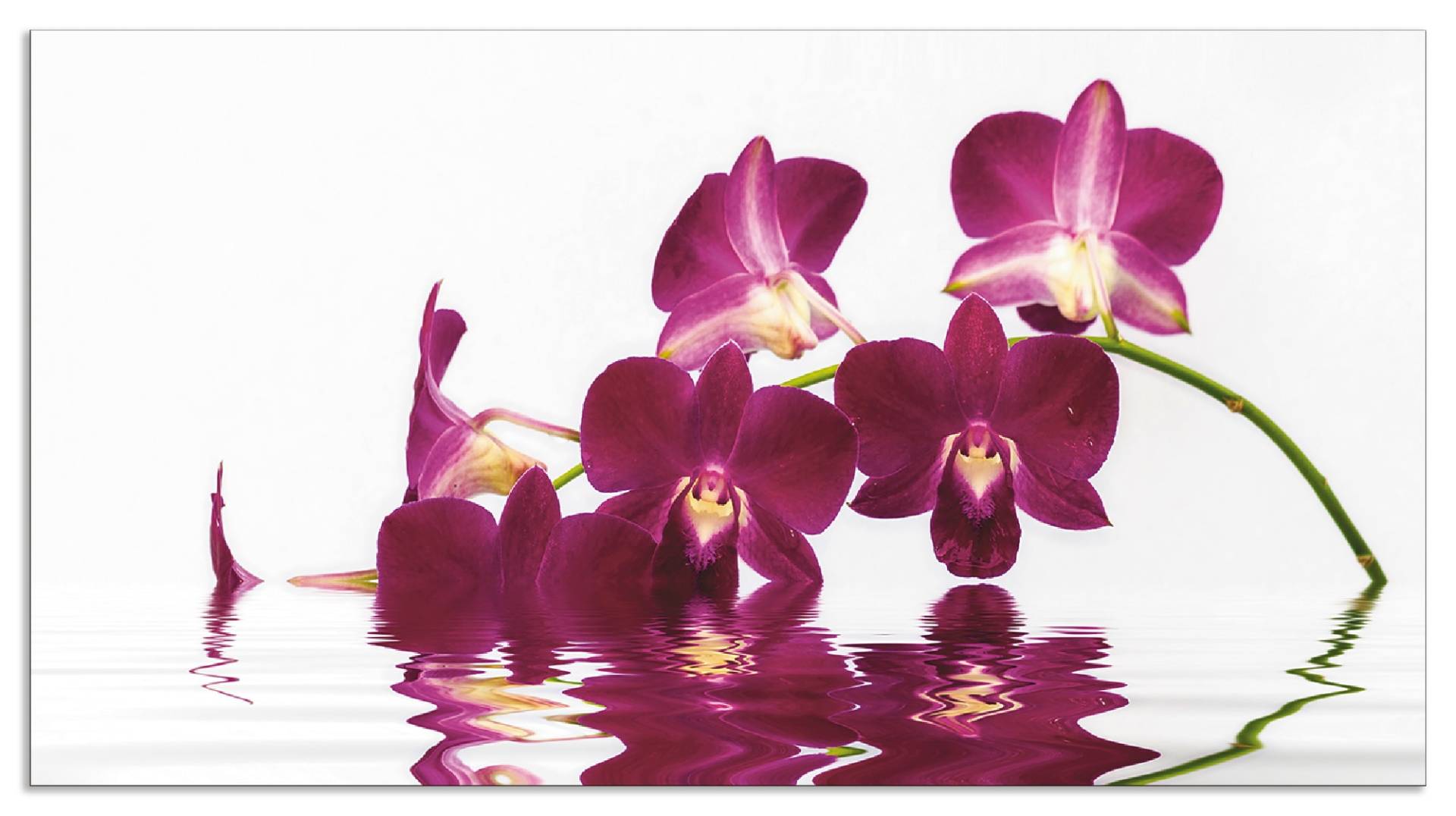 Artland Küchenrückwand »Phalaenopsis Orchidee«, (1 tlg.), Alu Spritzschutz mit Klebeband, einfache Montage von Artland