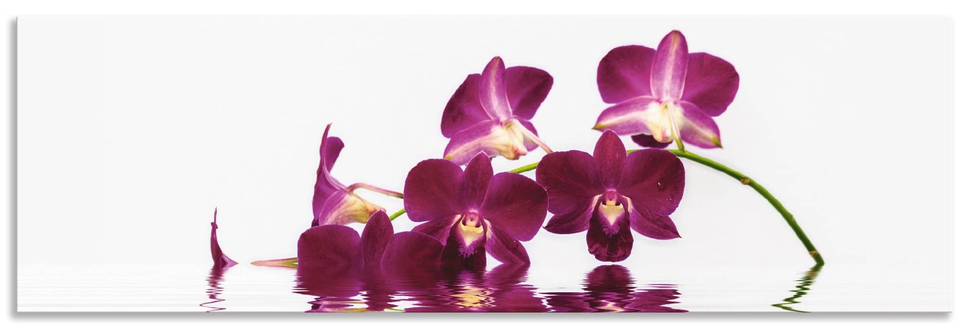 Artland Küchenrückwand »Phalaenopsis Orchidee«, (1 tlg.), Alu Spritzschutz mit Klebeband, einfache Montage von Artland