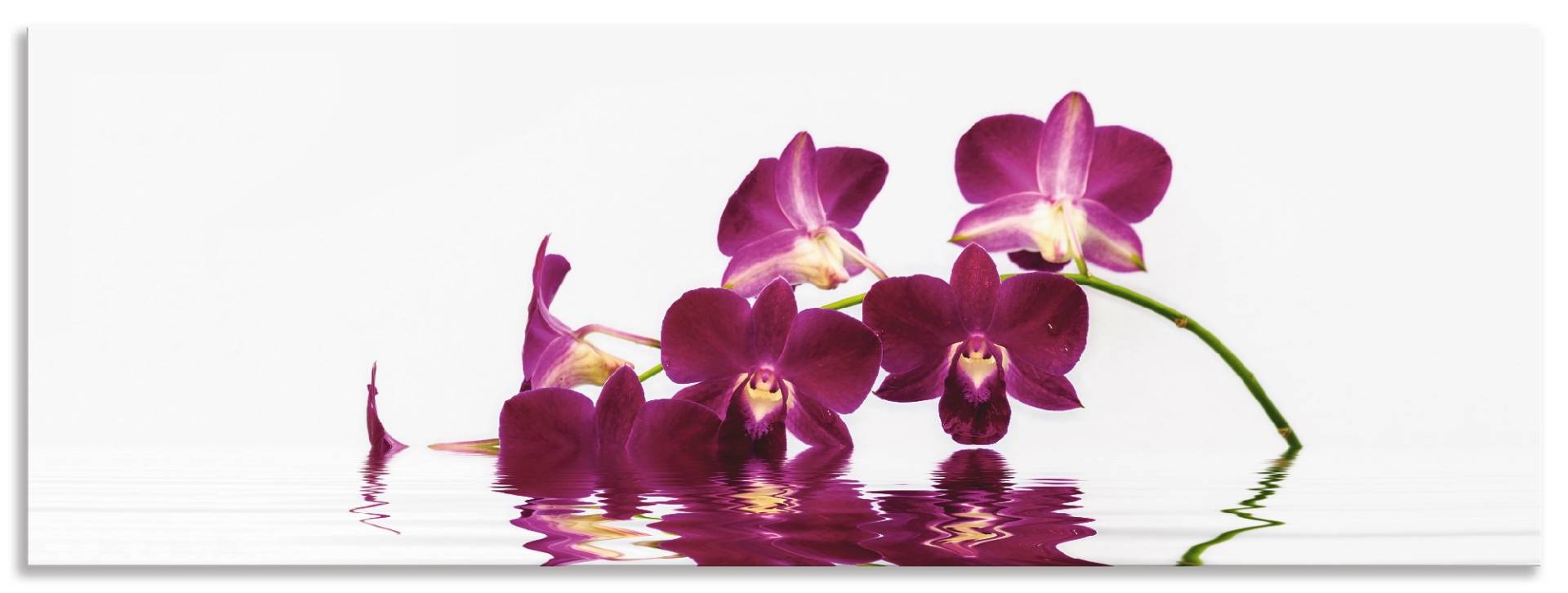 Artland Küchenrückwand »Phalaenopsis Orchidee«, (1 tlg.), Alu Spritzschutz mit Klebeband, einfache Montage von Artland