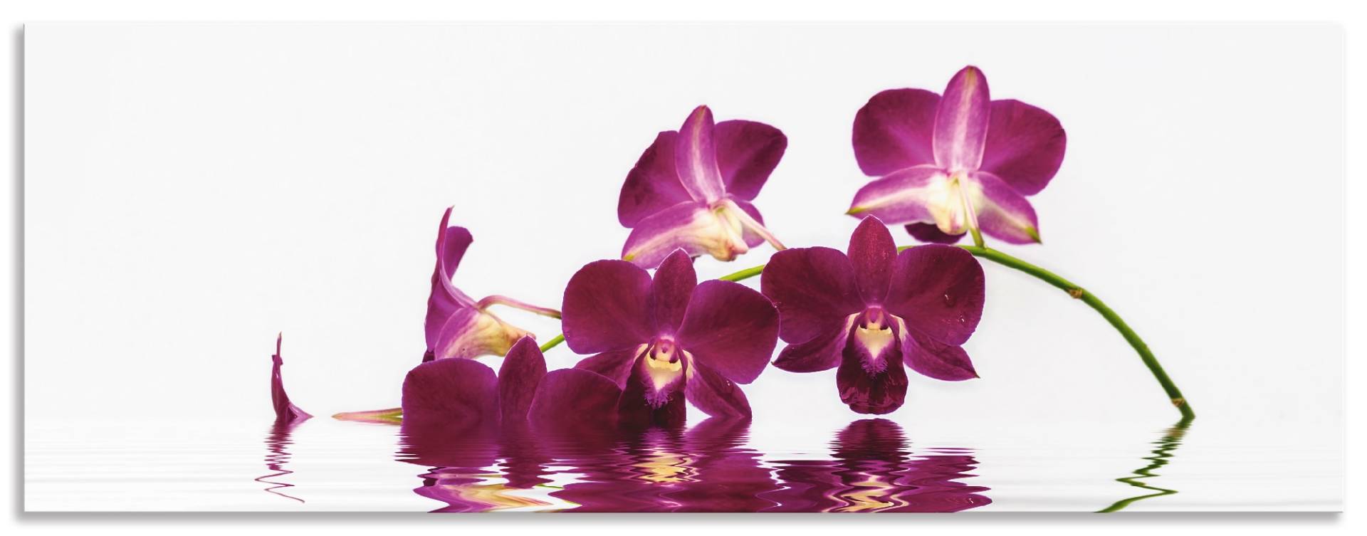 Artland Küchenrückwand »Phalaenopsis Orchidee«, (1 tlg.), Alu Spritzschutz mit Klebeband, einfache Montage von Artland