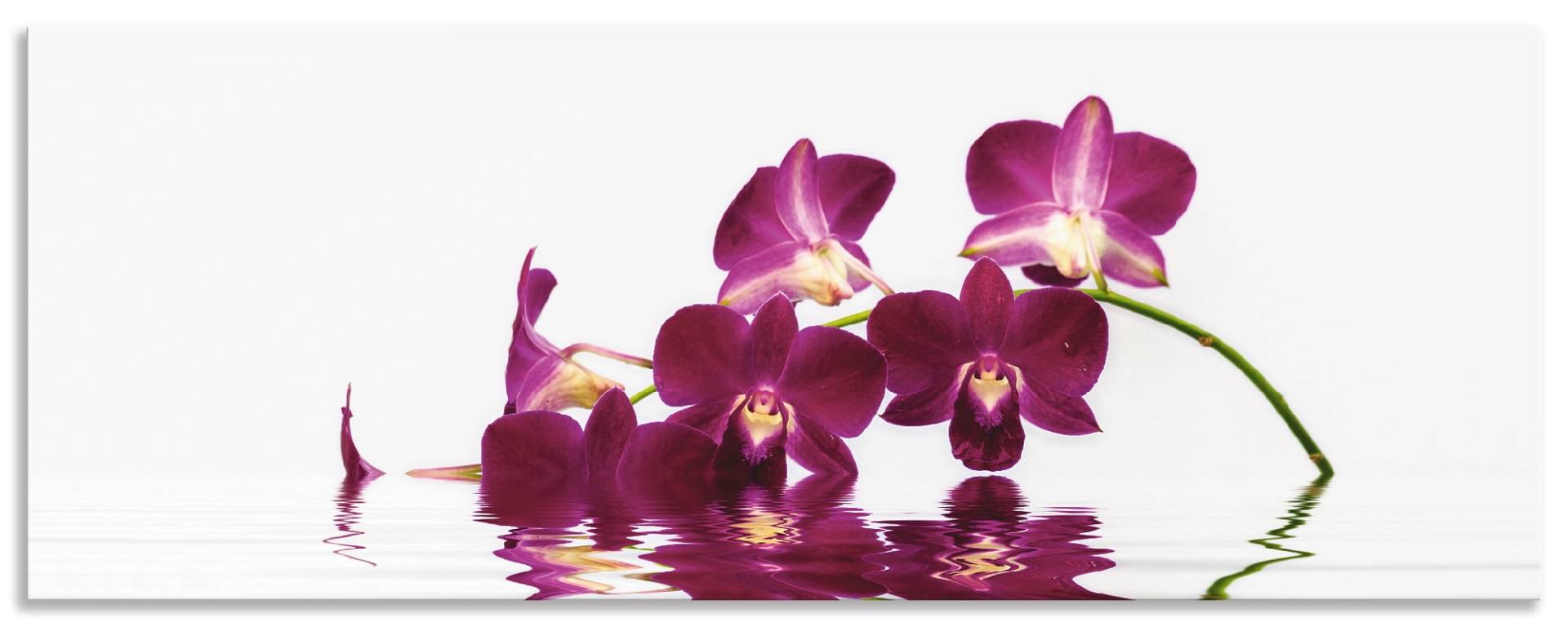 Artland Küchenrückwand »Phalaenopsis Orchidee«, (1 tlg.), Alu Spritzschutz mit Klebeband, einfache Montage von Artland