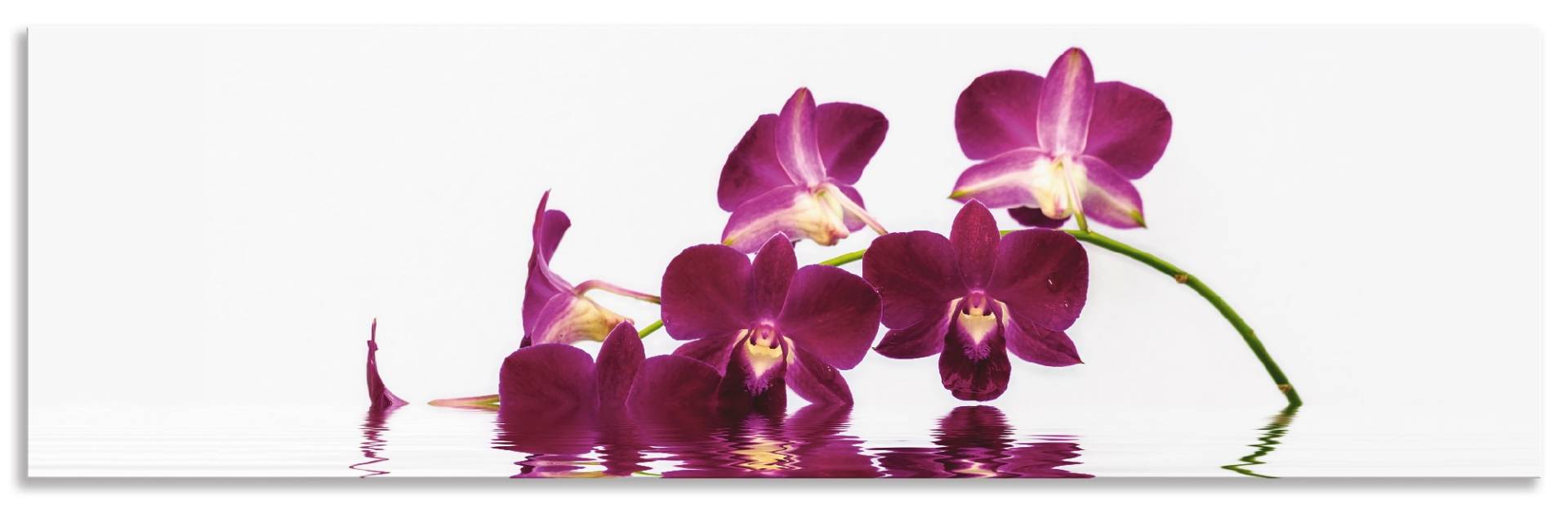 Artland Küchenrückwand »Phalaenopsis Orchidee«, (1 tlg.), Alu Spritzschutz mit Klebeband, einfache Montage von Artland