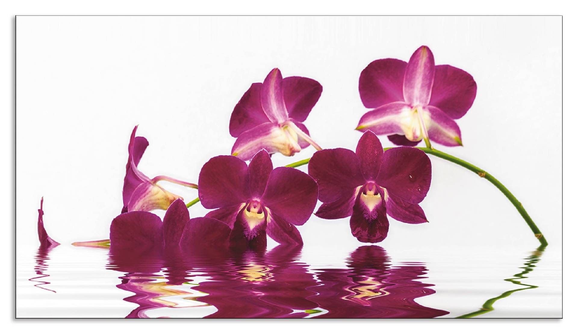 Artland Küchenrückwand »Phalaenopsis Orchidee«, (1 tlg.), Alu Spritzschutz mit Klebeband, einfache Montage von Artland