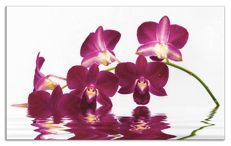 Artland Küchenrückwand »Phalaenopsis Orchidee«, (1 tlg.), Alu Spritzschutz mit Klebeband, einfache Montage von Artland