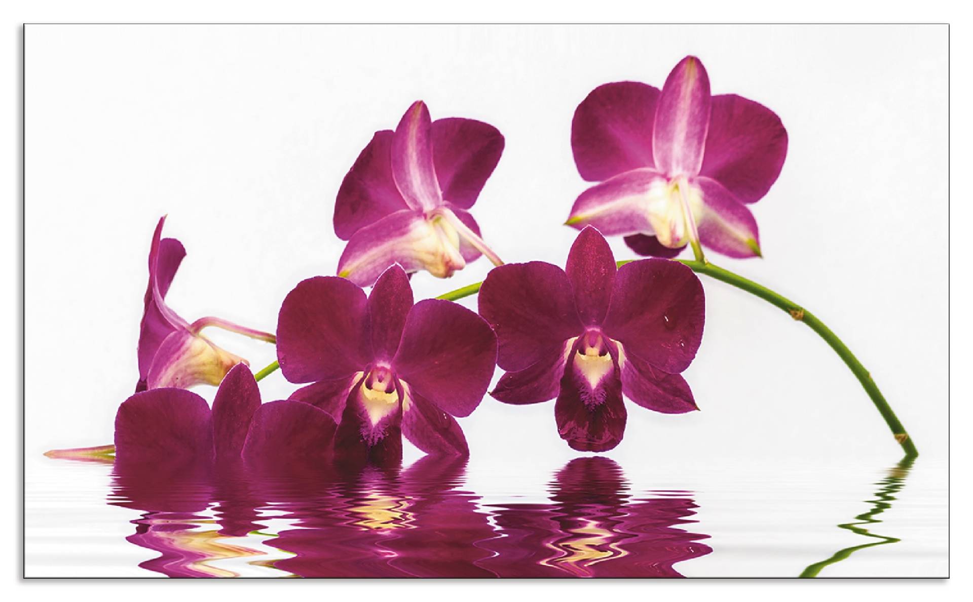 Artland Küchenrückwand »Phalaenopsis Orchidee«, (1 tlg.), Alu Spritzschutz mit Klebeband, einfache Montage von Artland