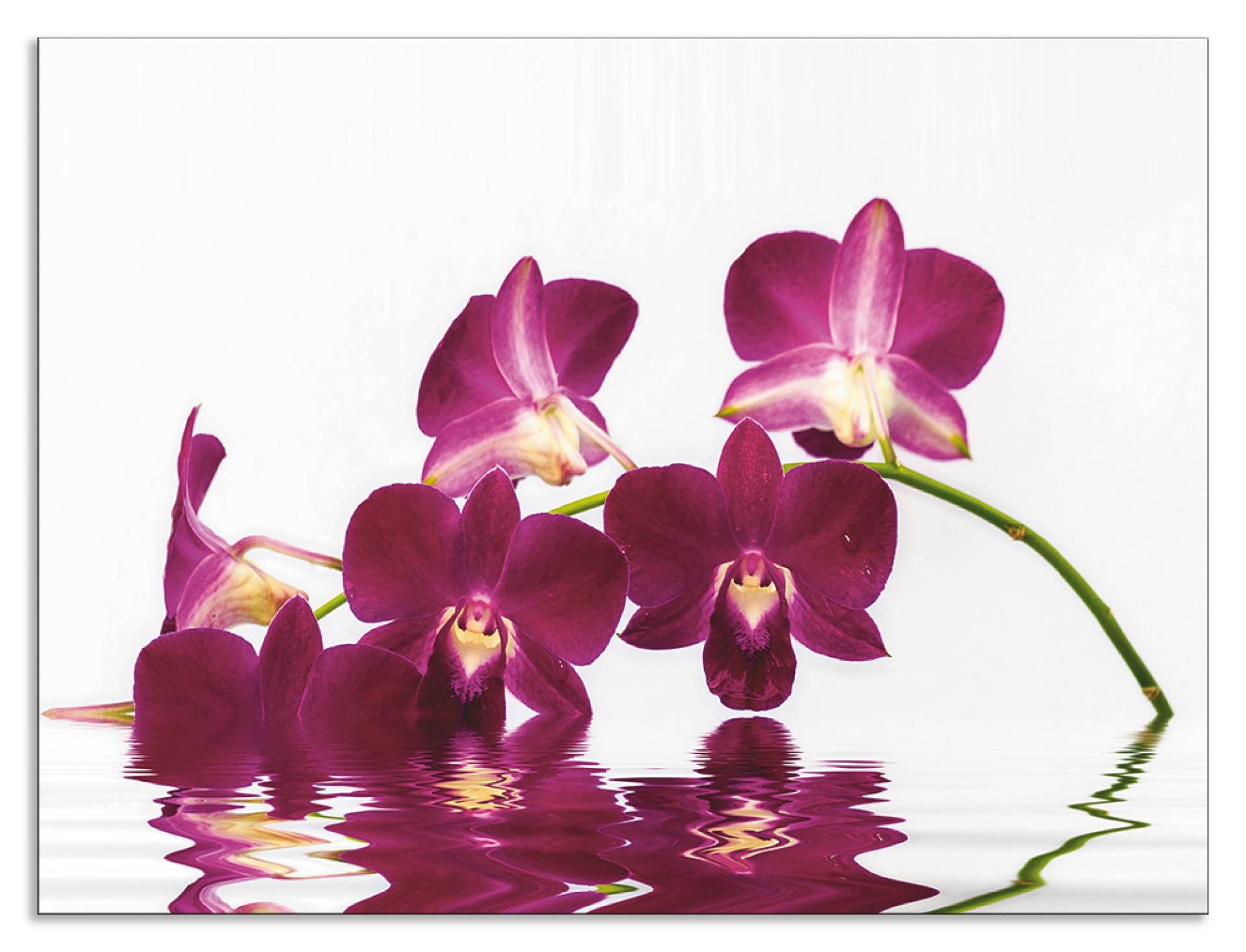 Artland Küchenrückwand »Phalaenopsis Orchidee«, (1 tlg.), Alu Spritzschutz mit Klebeband, einfache Montage von Artland