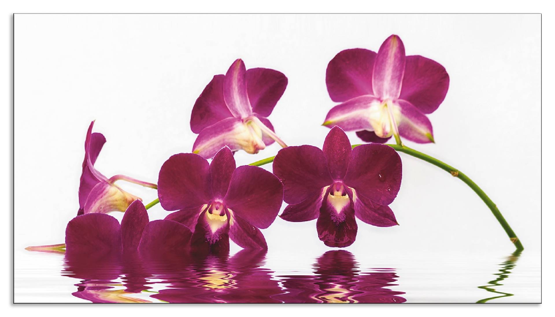 Artland Küchenrückwand »Phalaenopsis Orchidee«, (1 tlg.), Alu Spritzschutz mit Klebeband, einfache Montage von Artland