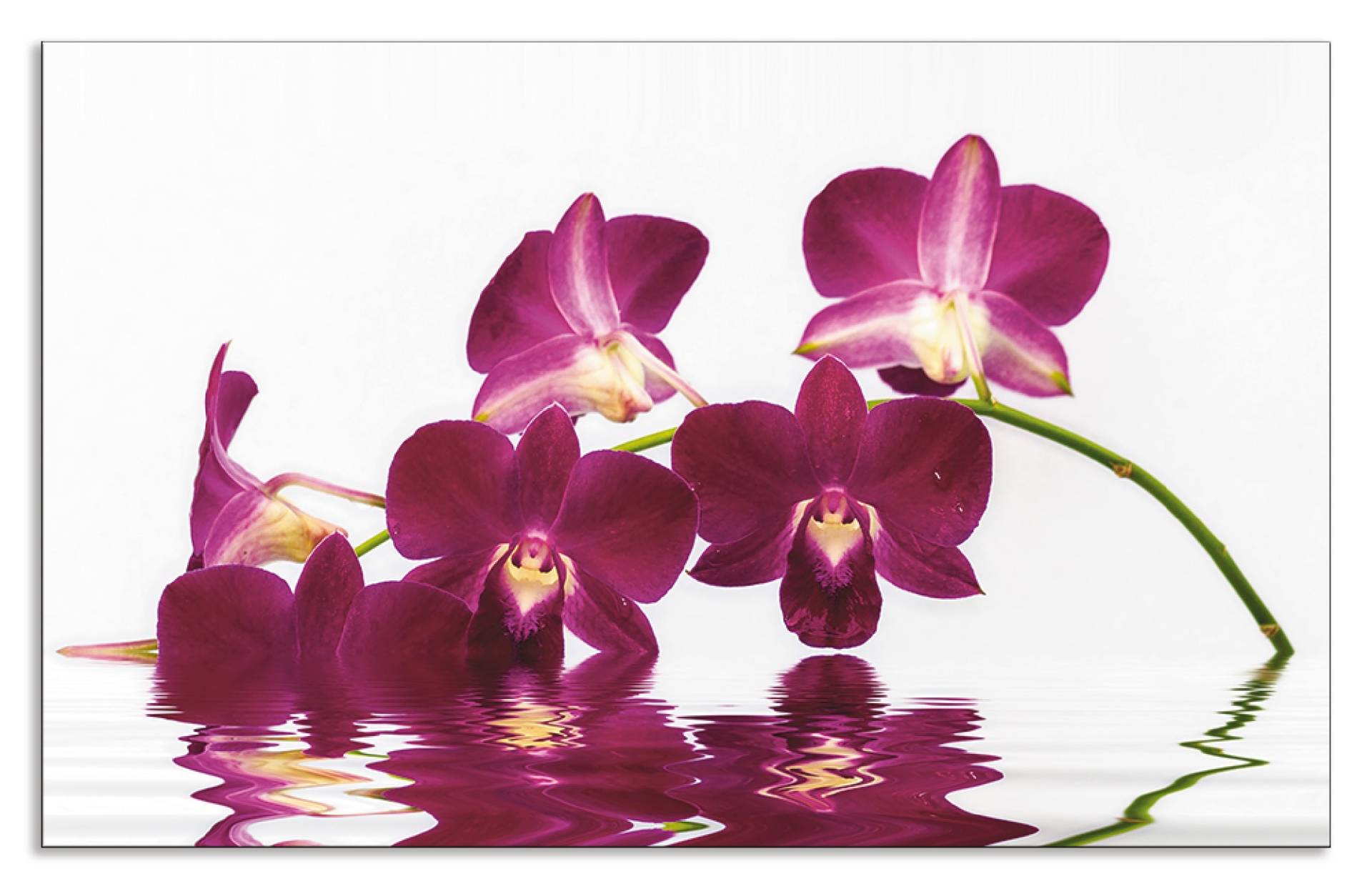 Artland Küchenrückwand »Phalaenopsis Orchidee«, (1 tlg.), Alu Spritzschutz mit Klebeband, einfache Montage von Artland