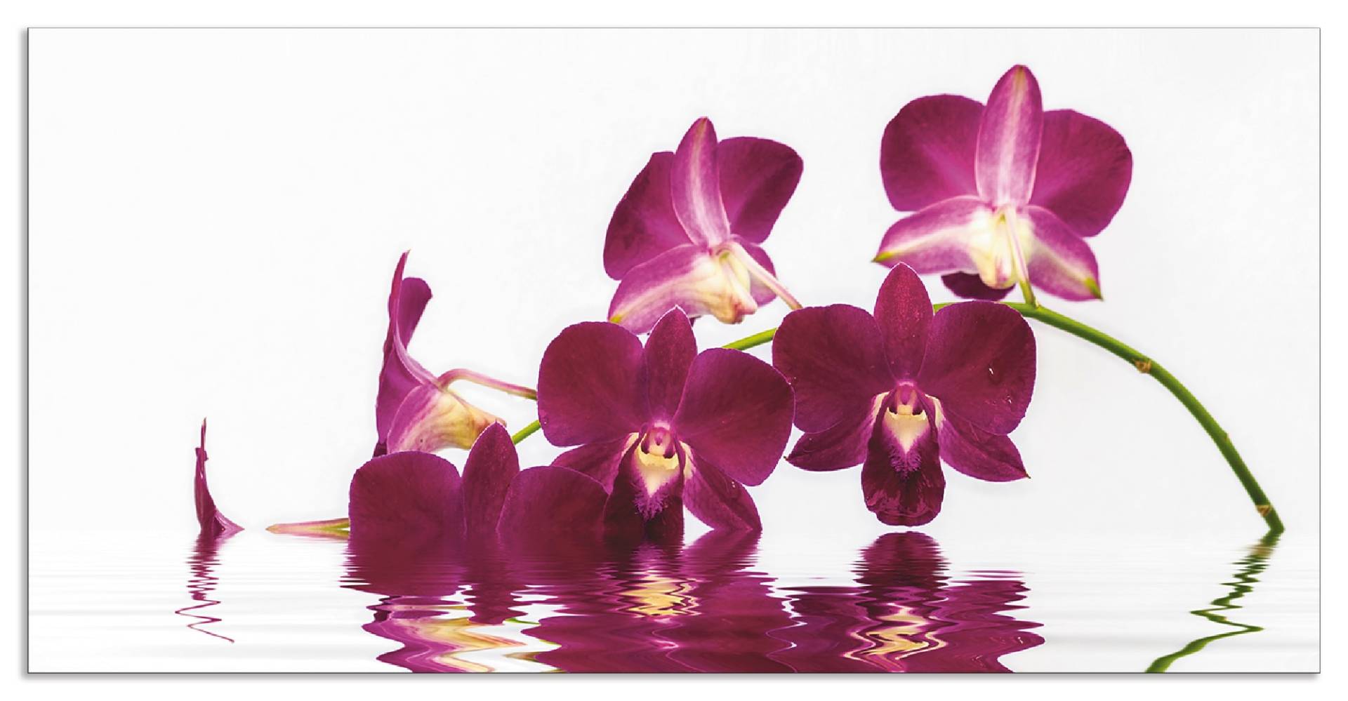 Artland Küchenrückwand »Phalaenopsis Orchidee«, (1 tlg.), Alu Spritzschutz mit Klebeband, einfache Montage von Artland