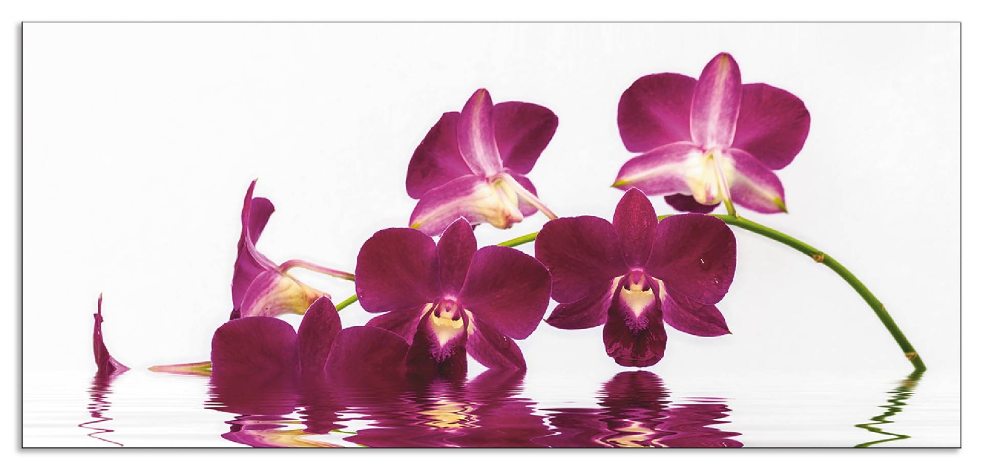 Artland Küchenrückwand »Phalaenopsis Orchidee«, (1 tlg.), Alu Spritzschutz mit Klebeband, einfache Montage von Artland