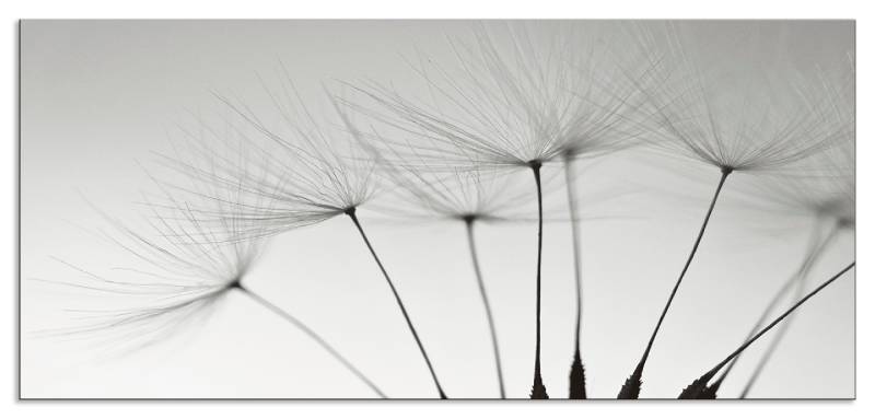 Artland Küchenrückwand »Pusteblumen-Samen I«, (1 tlg.), Alu Spritzschutz mit Klebeband, einfache Montage von Artland