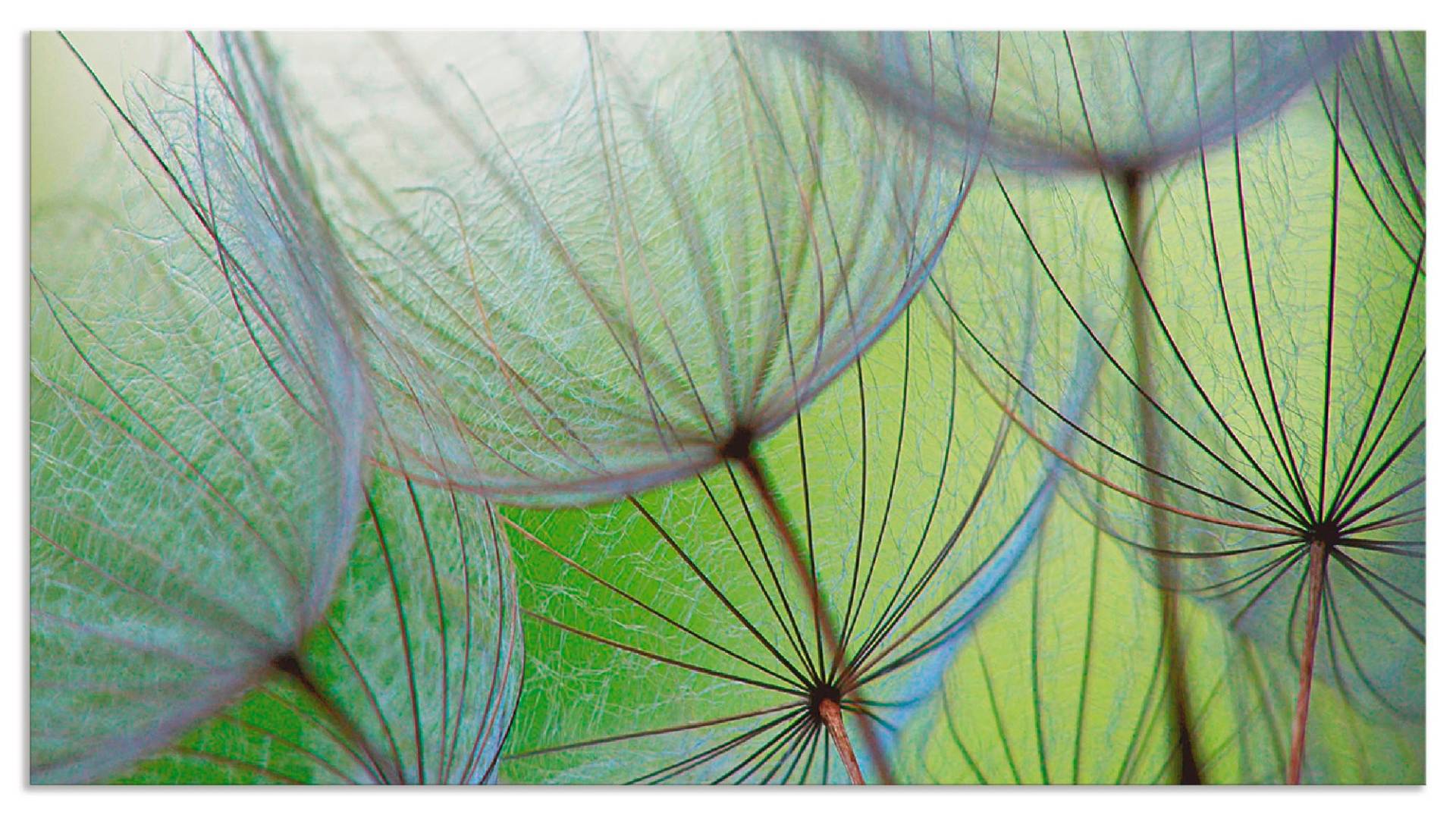 Artland Küchenrückwand »Pusteblumen-Samen II«, (1 tlg.), Alu Spritzschutz mit Klebeband, einfache Montage von Artland