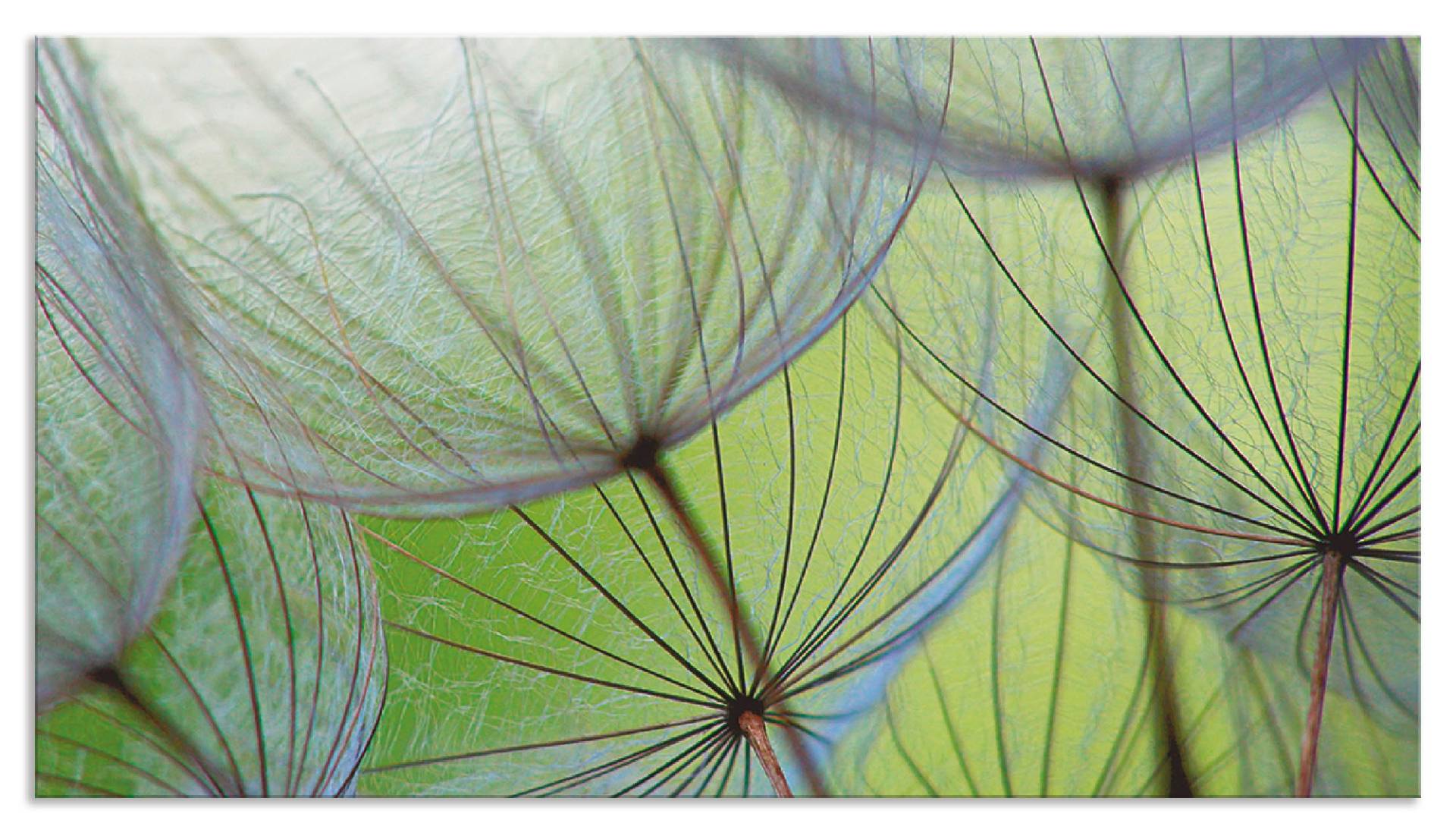 Artland Küchenrückwand »Pusteblumen-Samen II«, (1 tlg.), Alu Spritzschutz mit Klebeband, einfache Montage Artland Küchenrückwand »Pusteblumen-Samen II«, (1 tlg.), Alu Spritzschutz mit Klebeband, einfache Montage von Artland