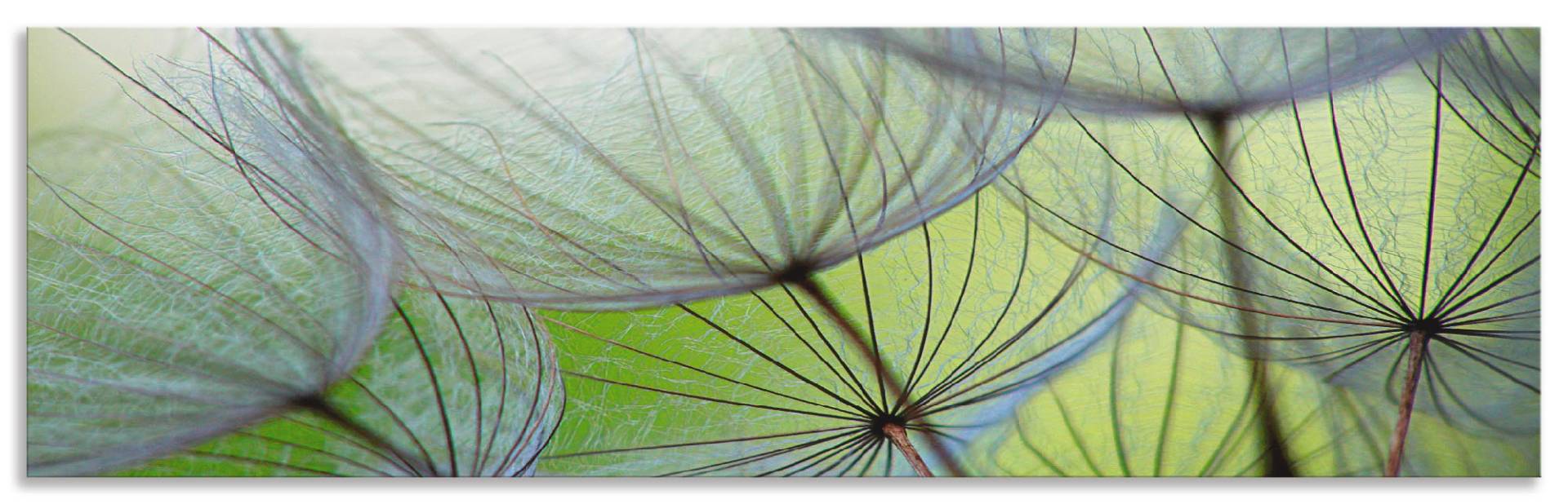 Artland Küchenrückwand »Pusteblumen-Samen II«, (1 tlg.), Alu Spritzschutz mit Klebeband, einfache Montage von Artland