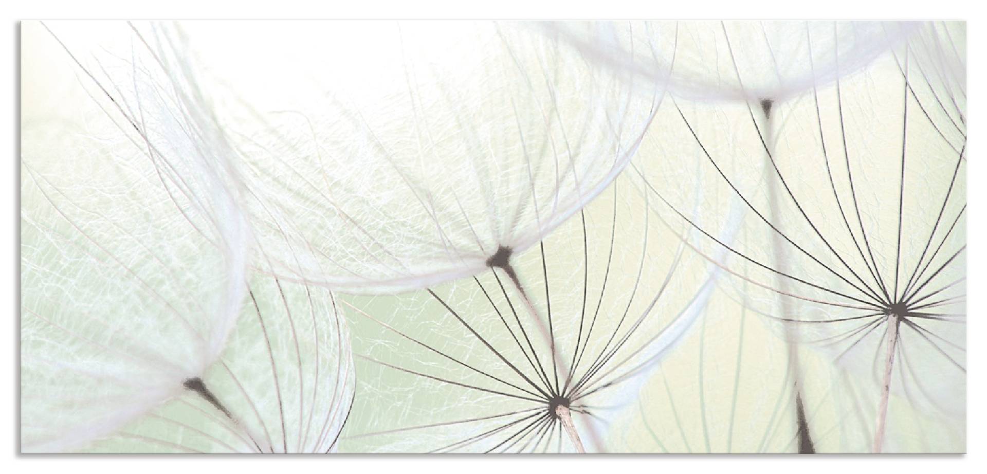 Artland Küchenrückwand »Pusteblumen-Samen aufgehellt«, (1 tlg.), Alu Spritzschutz mit Klebeband, einfache Montage Artland Küchenrückwand »Pusteblumen-Samen aufgehellt«, (1 tlg.), Alu Spritzschutz mit Klebeband, einfache Montage von Artland