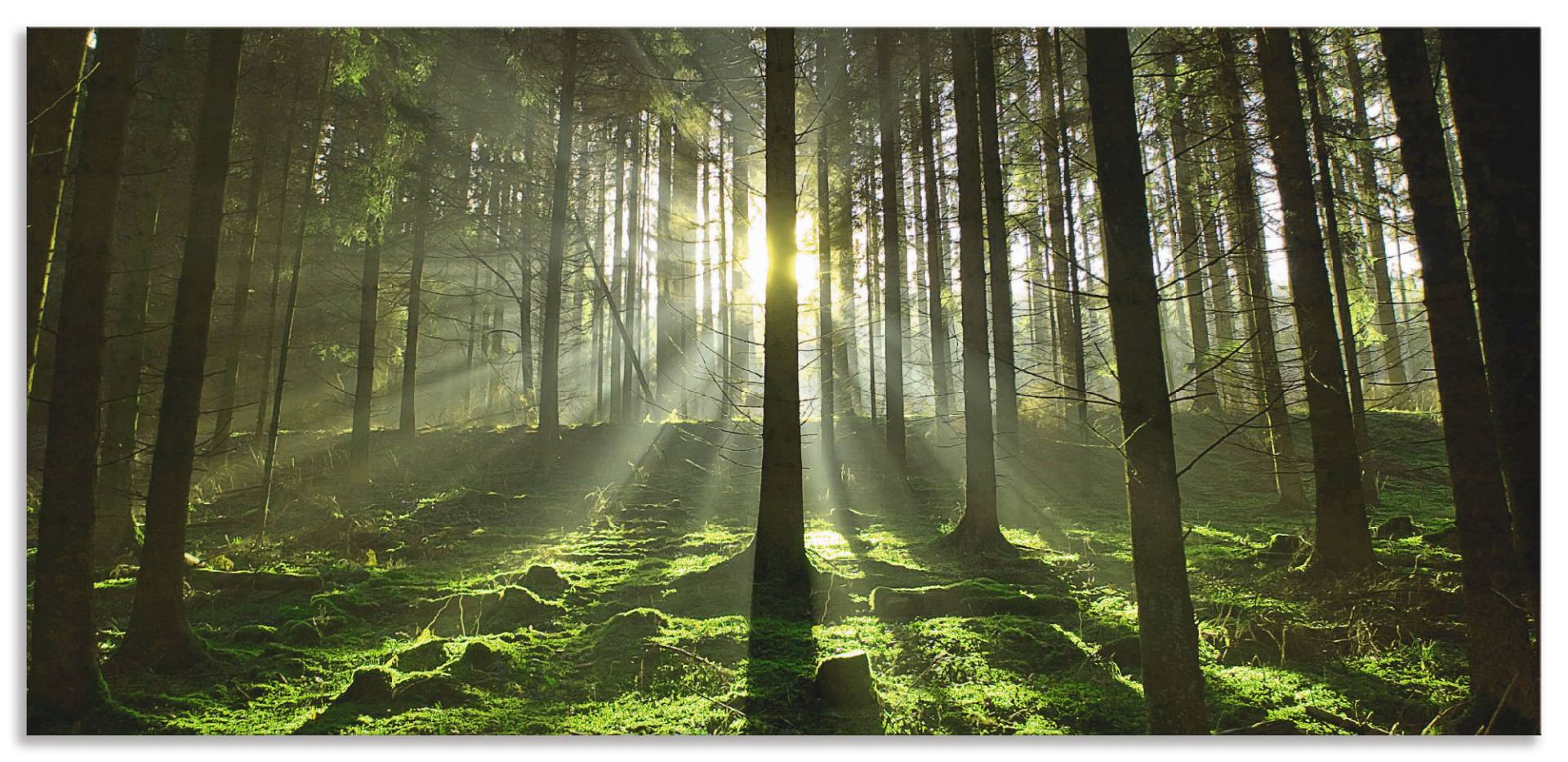 Artland Küchenrückwand »Wald im Gegenlicht«, (1 tlg.), Alu Spritzschutz mit Klebeband, einfache Montage von Artland