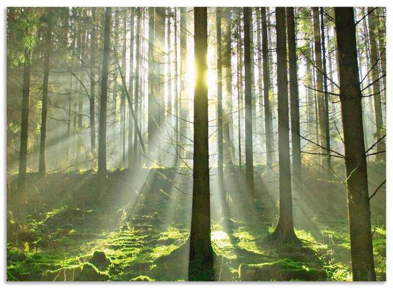 Artland Küchenrückwand »Wald im Gegenlicht«, (1 tlg.), Alu Spritzschutz mit Klebeband, einfache Montage von Artland