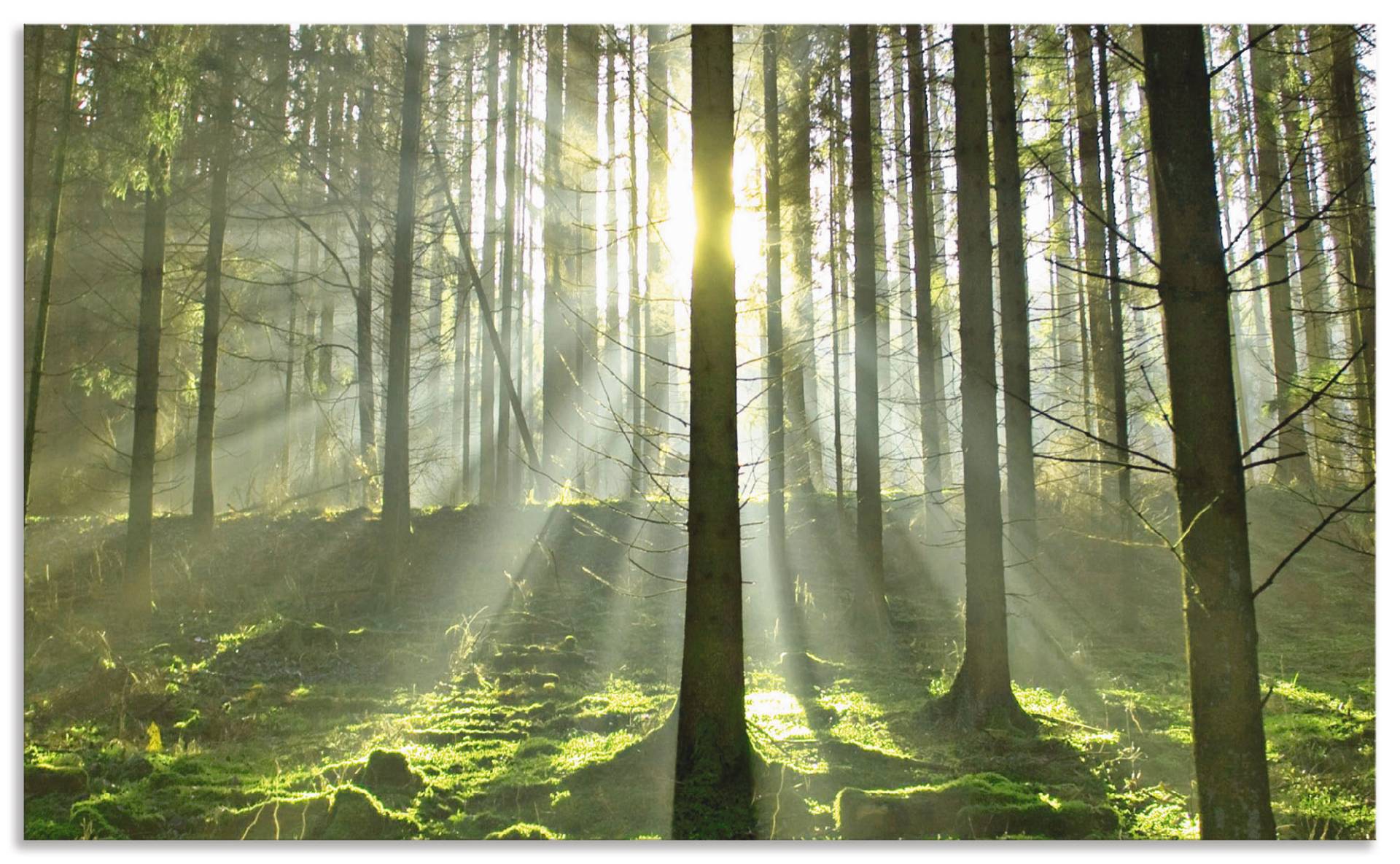 Artland Küchenrückwand »Wald im Gegenlicht«, (1 tlg.), Alu Spritzschutz mit Klebeband, einfache Montage von Artland