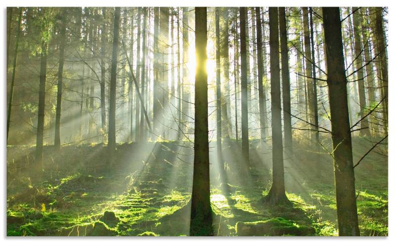 Artland Küchenrückwand »Wald im Gegenlicht«, (1 tlg.), Alu Spritzschutz mit Klebeband, einfache Montage von Artland