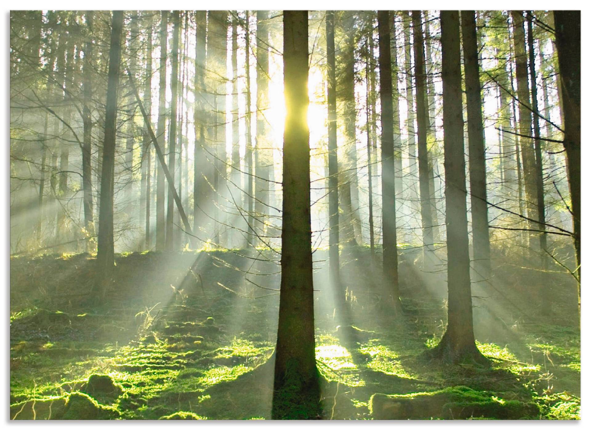 Artland Küchenrückwand »Wald im Gegenlicht«, (1 tlg.), Alu Spritzschutz mit Klebeband, einfache Montage von Artland