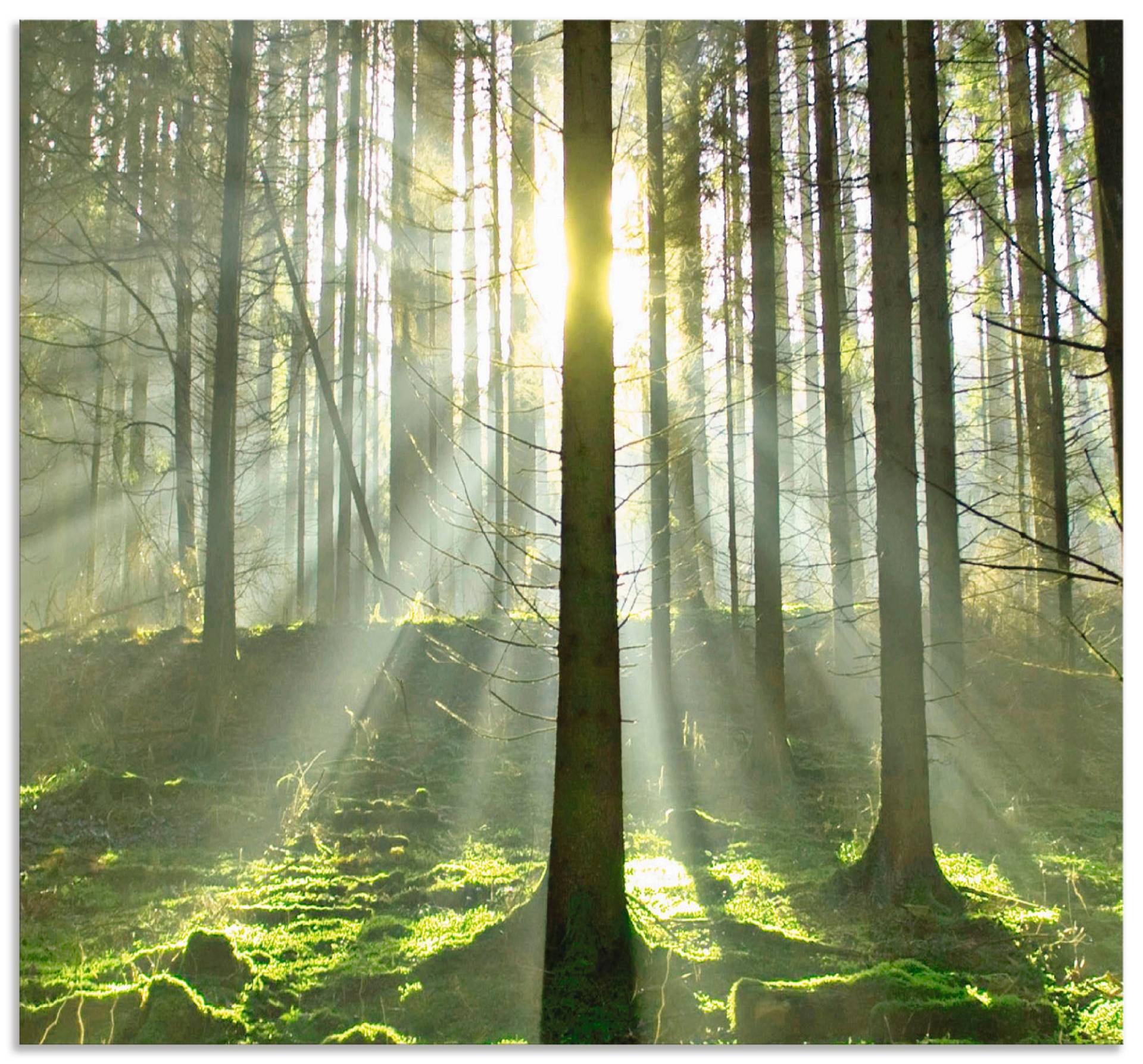 Artland Küchenrückwand »Wald im Gegenlicht«, (1 tlg.), Alu Spritzschutz mit Klebeband, einfache Montage von Artland