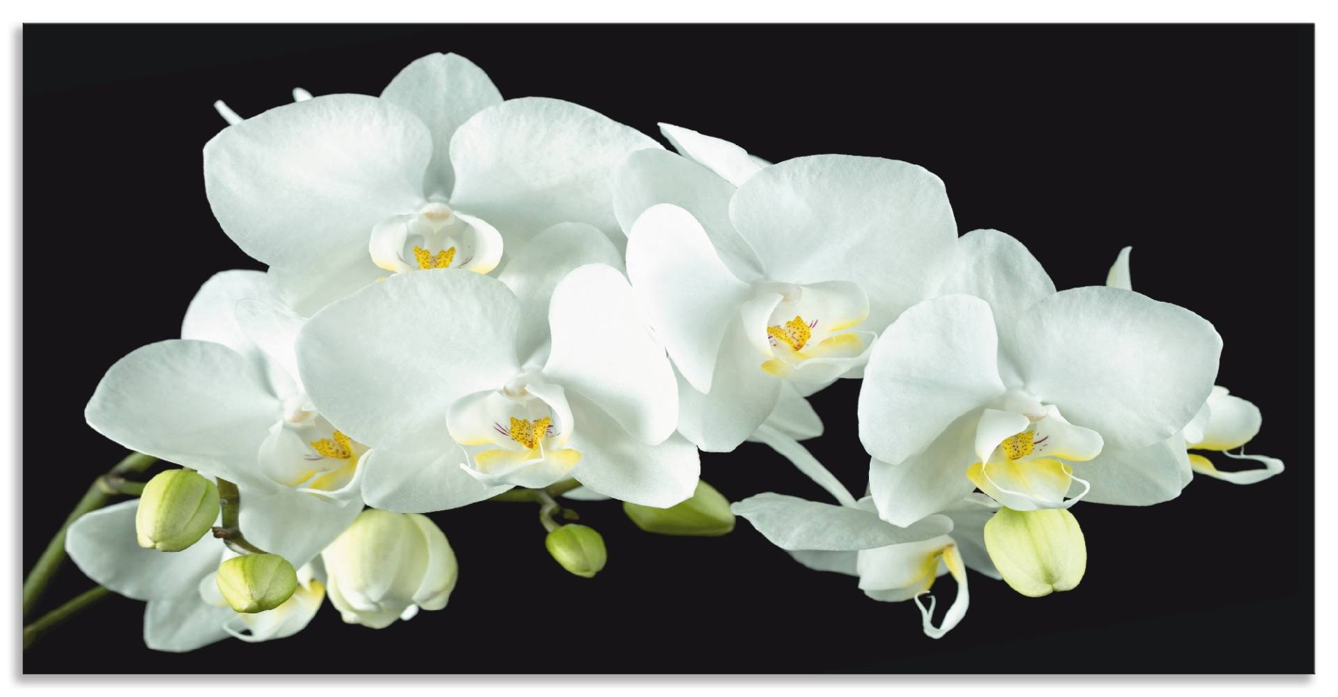 Artland Küchenrückwand »Weisse Orchidee auf schwarzem Hintergrund«, (1 tlg.), Alu Spritzschutz mit Klebeband, einfache Montage Artland Küchenrückwand »Weisse Orchidee auf schwarzem Hintergrund«, (1 tlg.), Alu Spritzschutz mit Klebeband, einfache Montage von Artland