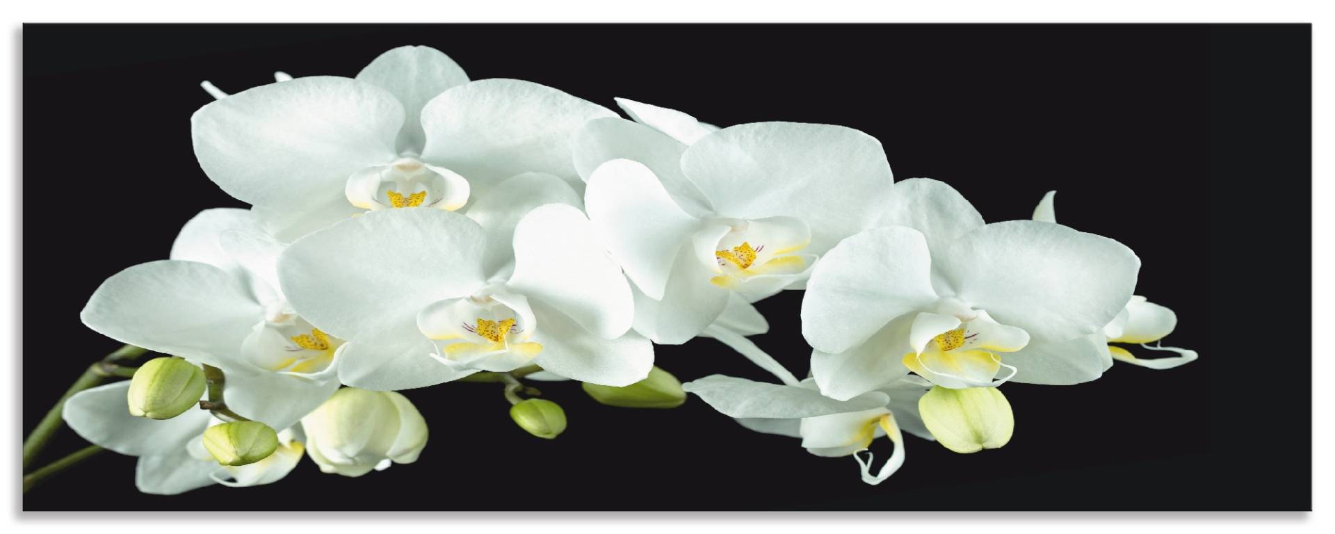 Artland Küchenrückwand »Weisse Orchidee auf schwarzem Hintergrund«, (1 tlg.), Alu Spritzschutz mit Klebeband, einfache Montage Artland Küchenrückwand »Weisse Orchidee auf schwarzem Hintergrund«, (1 tlg.), Alu Spritzschutz mit Klebeband, einfache Montage von Artland
